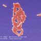 Illustration for article titled How Eating the Right Bacteria Could Give Your Body Superpowers